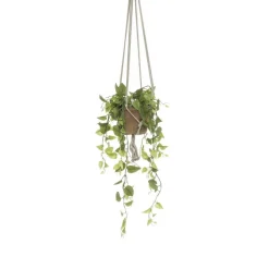 Hangplant Philodendron Groen - 90 cm hoog