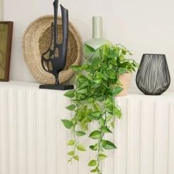 Hangplant Philodendron Groen - 90 cm hoog