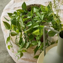 Hangplant Philodendron Groen - 90 cm hoog