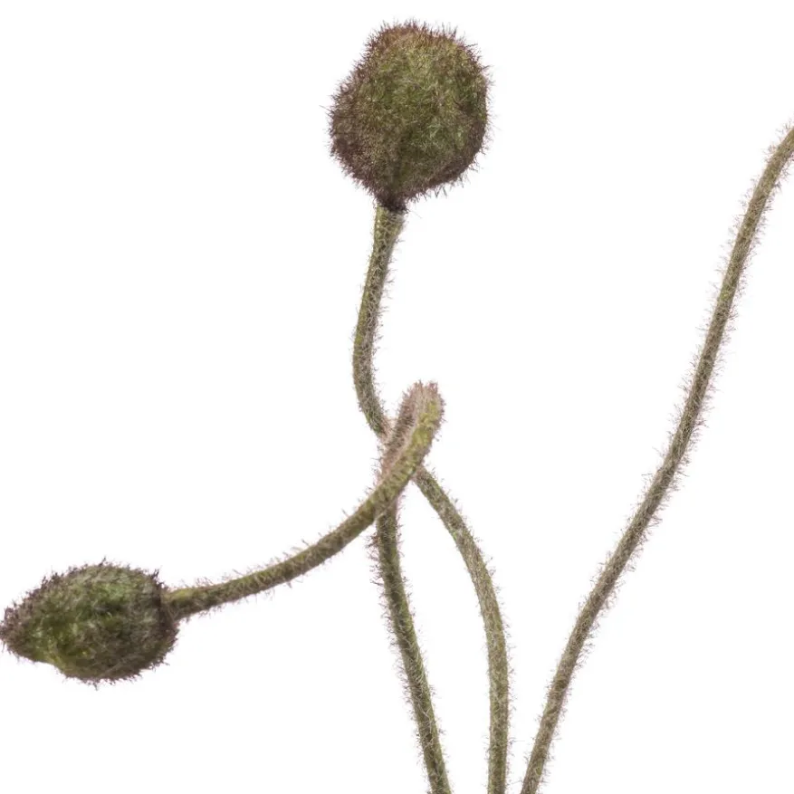Kunstbloem Poppy Green - 75 cm