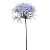 Kustbloem Agapanthus Blauw - 80 cm