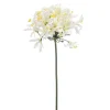 Kustbloem Agapanthus Wit - 80 cm